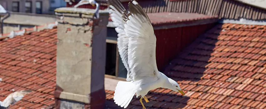 Residential Chimney Animal Removal Solution in Long Beach, NY